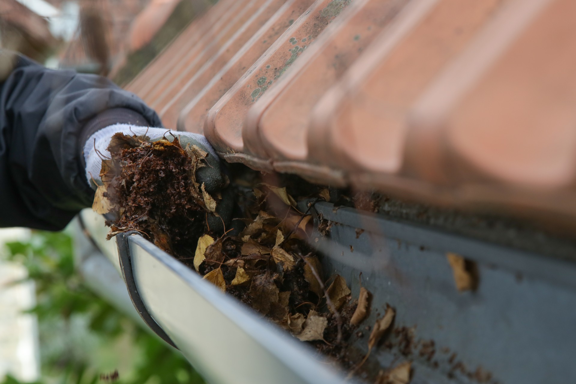 Cleaning the gutter from autumn leaves before winter season. Roof gutter cleaning process.